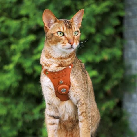 The Cat Harness – Premium Leather 